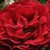Alb - Trandafir de parc - Guirlande d'Amour®